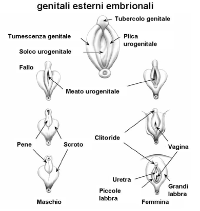 Genitali esterni embrionali